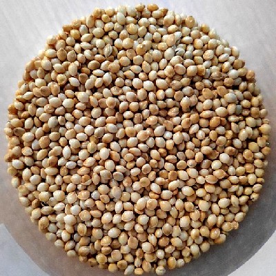 White Proso Millet Grains